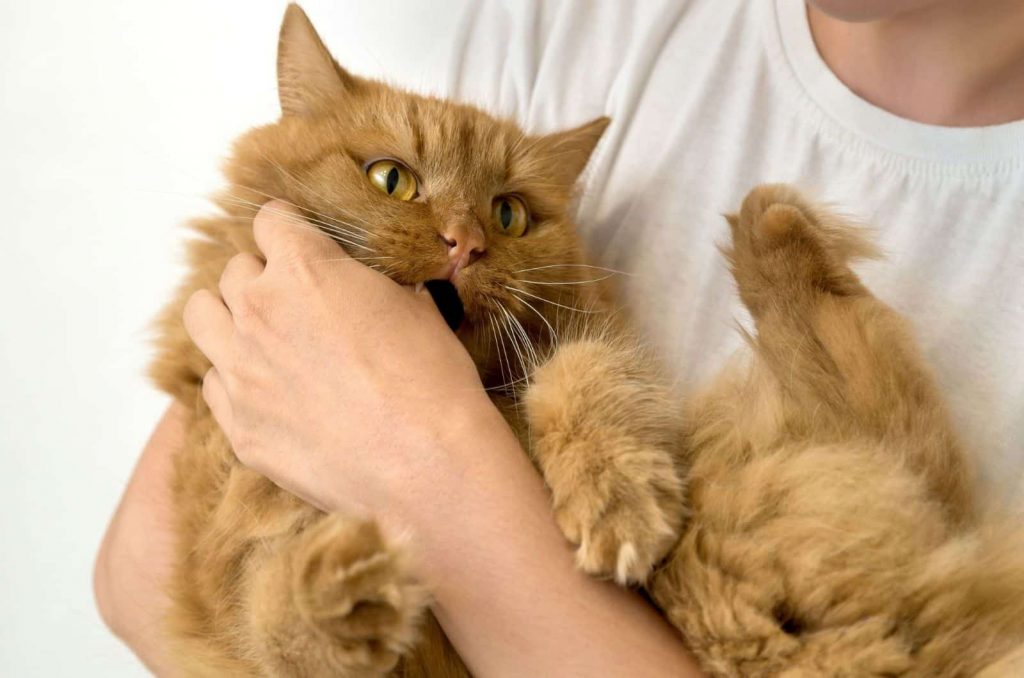 ginger cat biting human finger
