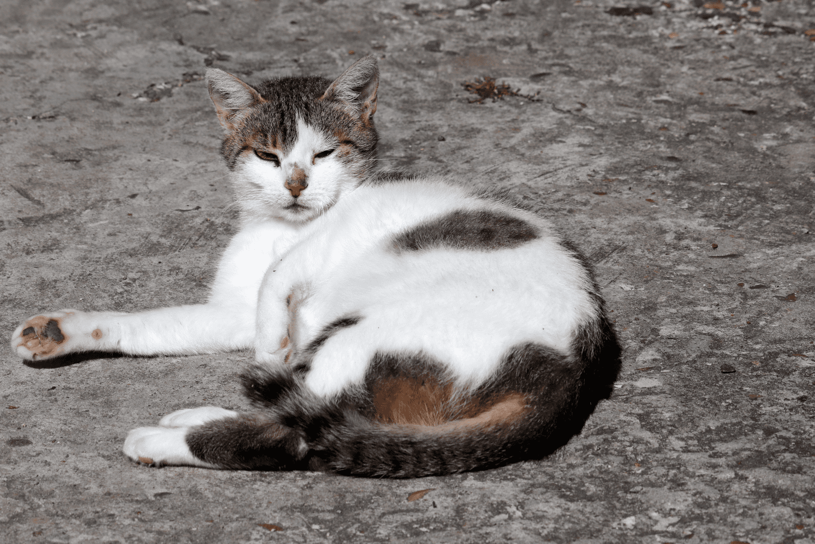 een kat ligt op de stoep en loenst met één oog