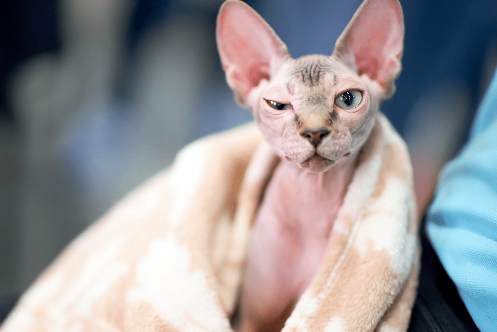 een kat gewikkeld in een deken loenst met één oog