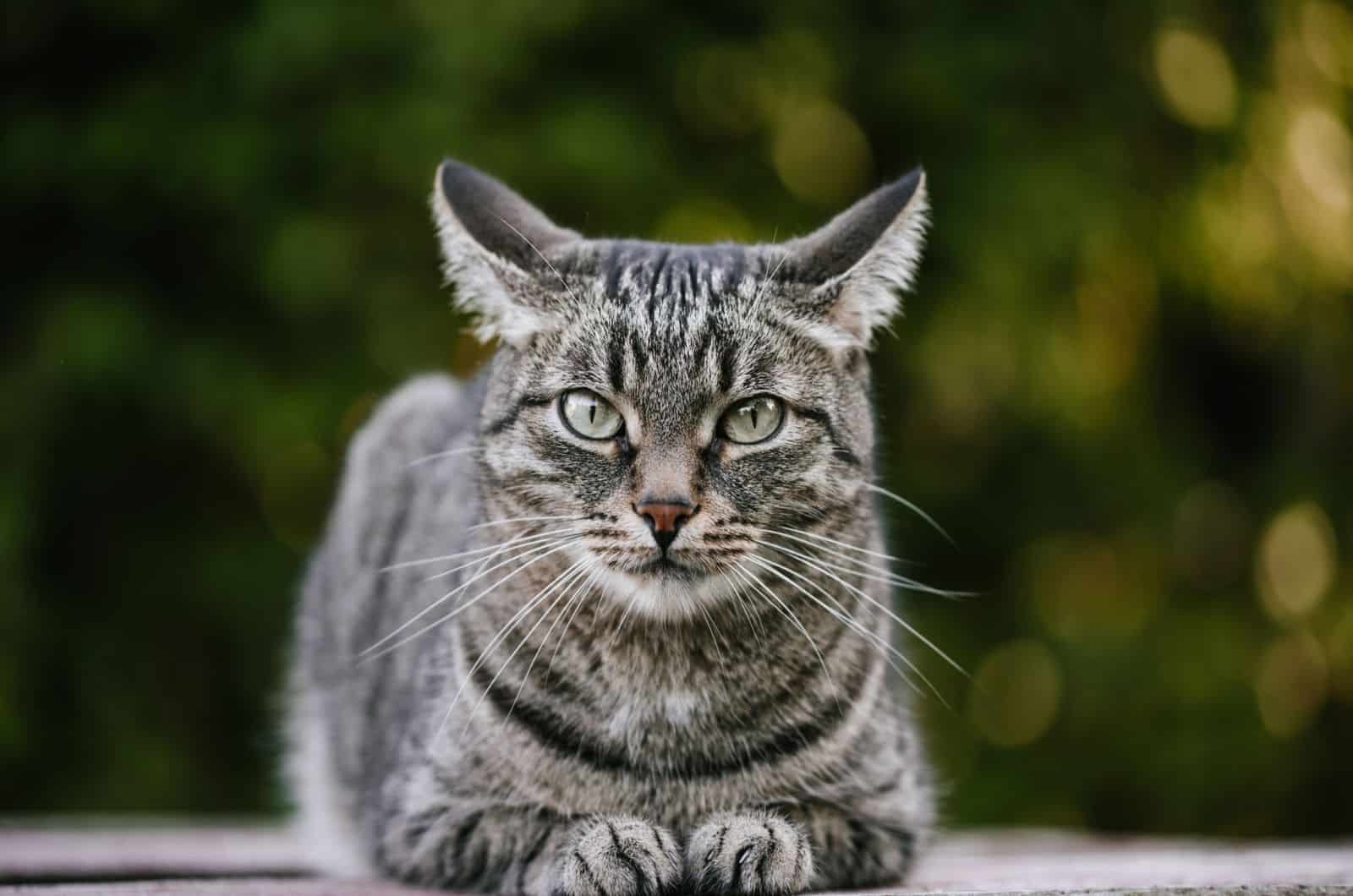 Black and best sale gray tabby cat