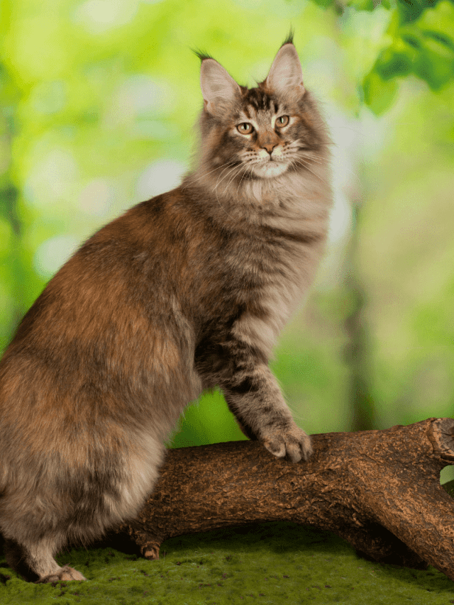 Do Cats Chase And Eat Squirrels?