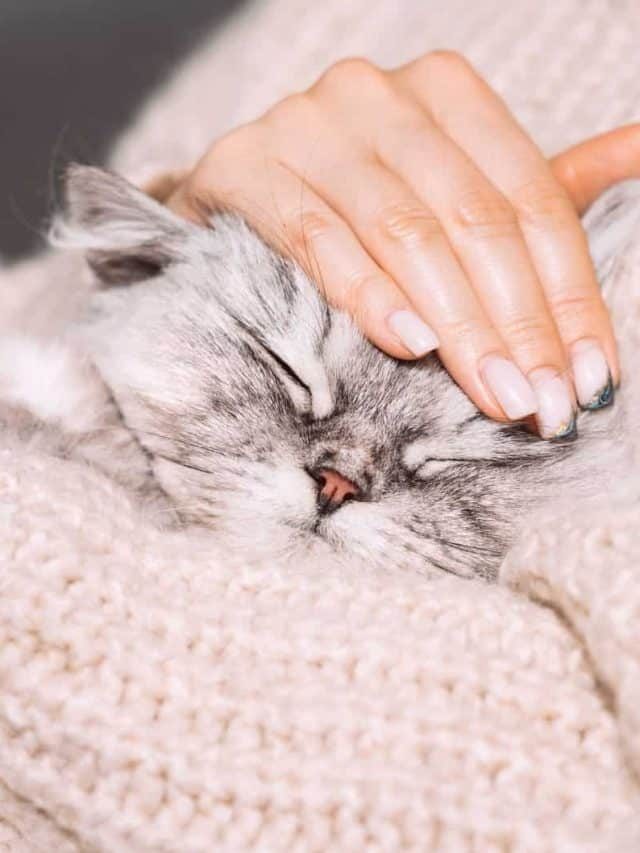 Why Is My Cat So Clingy? 10 Possible Reasons For Such Behavior
