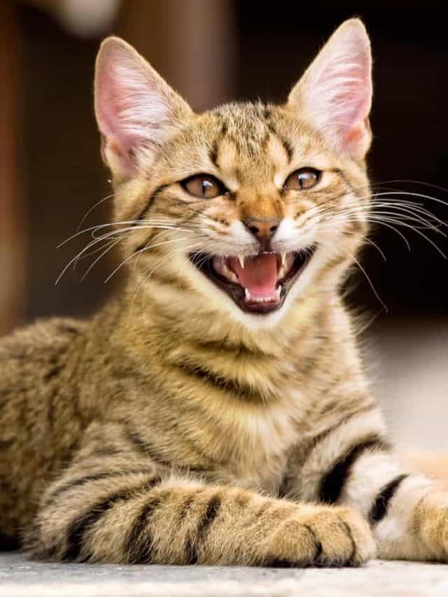 Should You Hiss At Your Cat? Find Out Everything About It