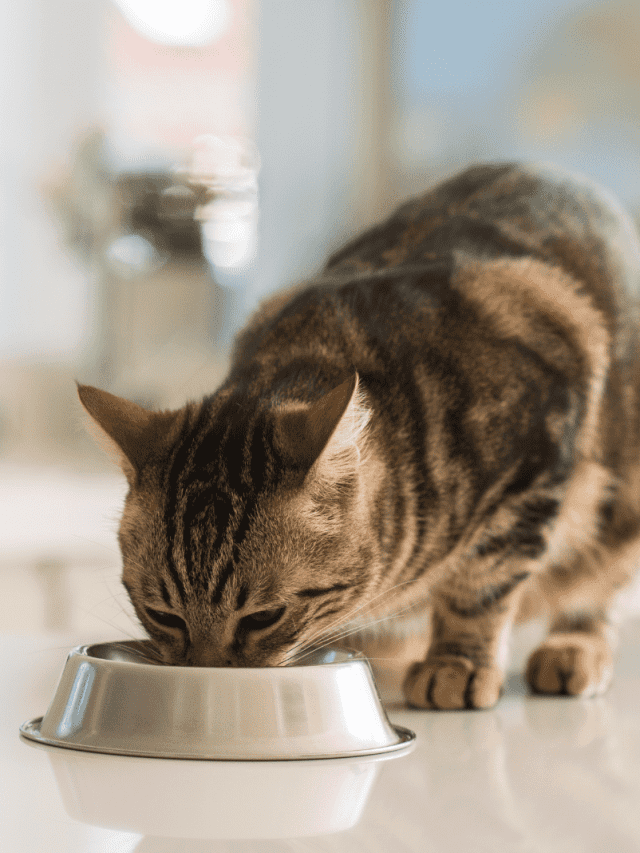 5 Best Dry Cat Foods For Adult Felines!