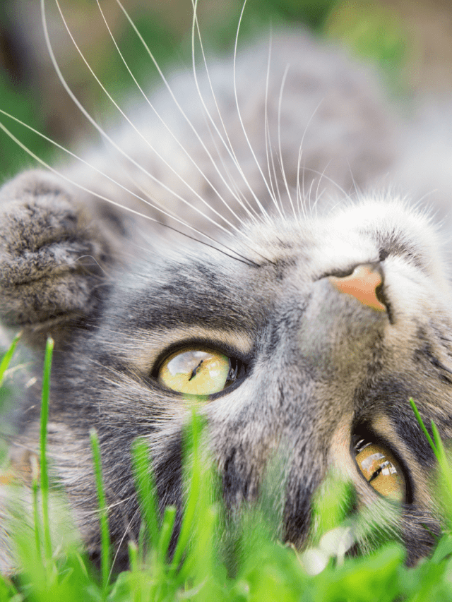 Why Do Cats Roll On Their Backs When They See You?