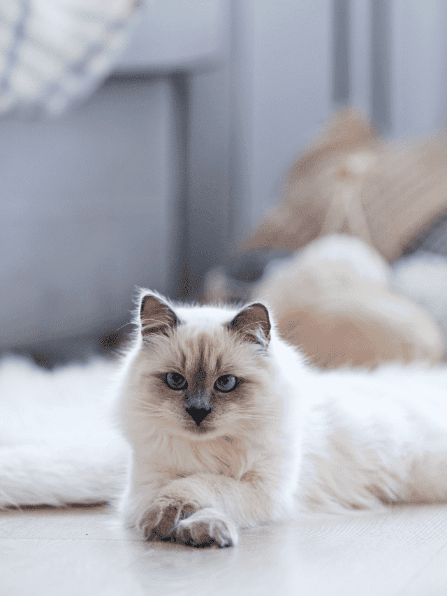 the cat is sitting in the house