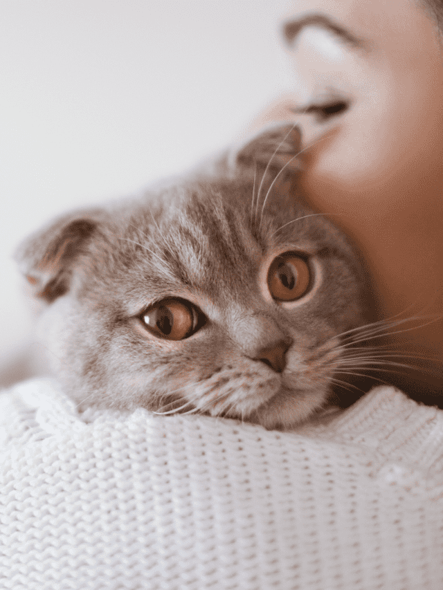 Why Doesn’t My Kitten Meow?
