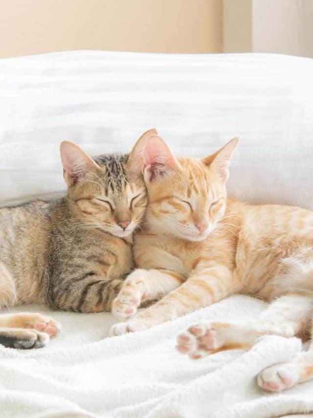 How to Tell Which Cat is Dominant