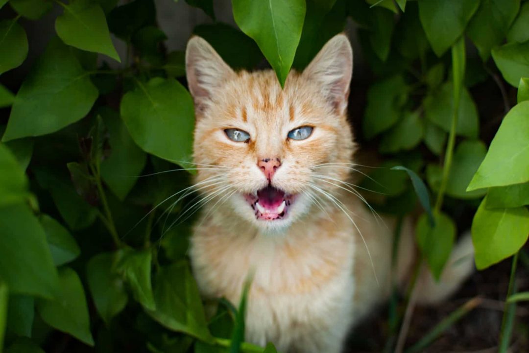 Why Is My Cat So Clingy? 10 Possible Reasons For Such Behavior