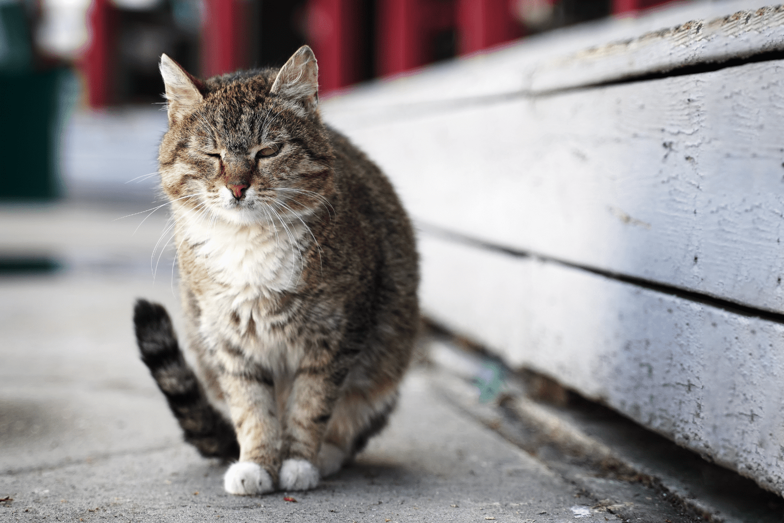 de kat zit op een houten platform en loenst met één oog