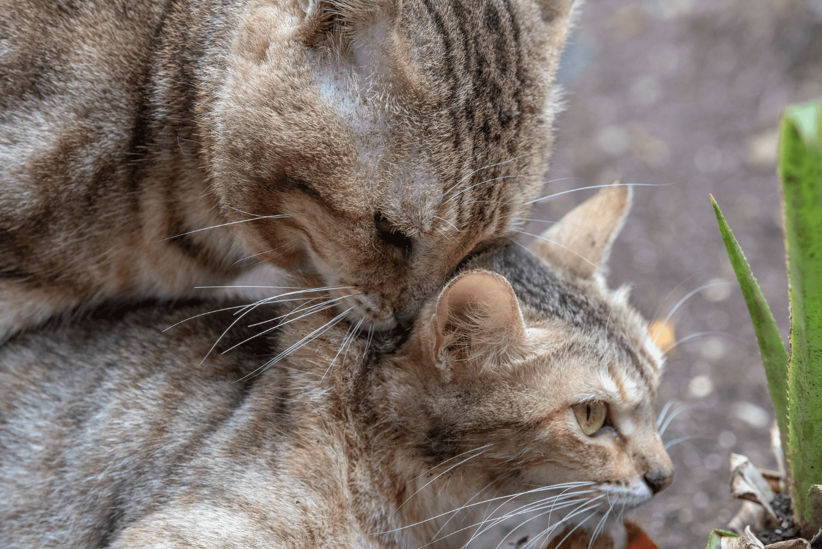 twee katten zijn aan het paren