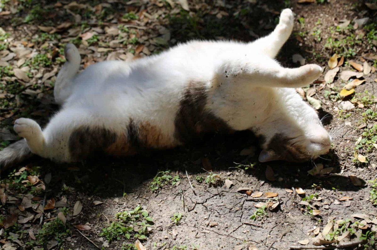Why Do Cats Roll In Dirt? 12 Reasons For Dust Baths