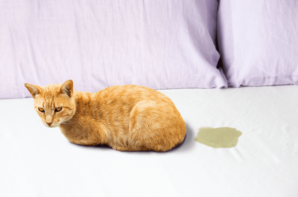 cat urine