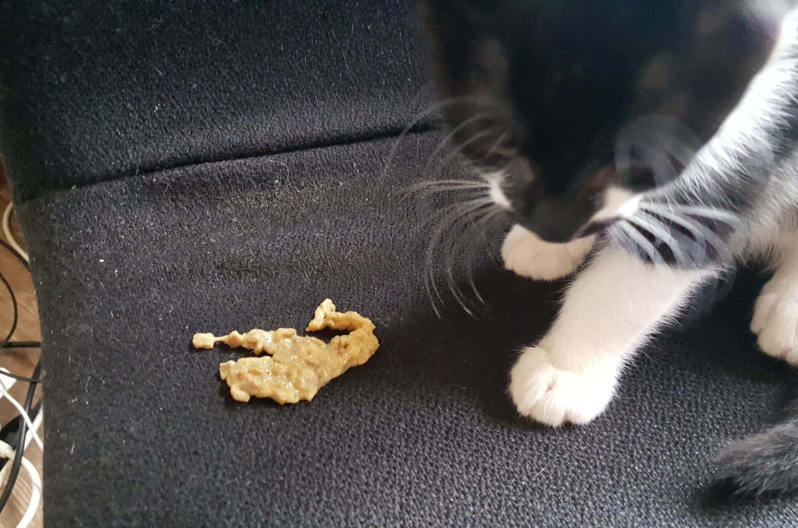 Cat regurgitating food best sale