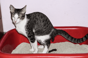 Cat Poop Color Chart - What Does Each Color Indicate?