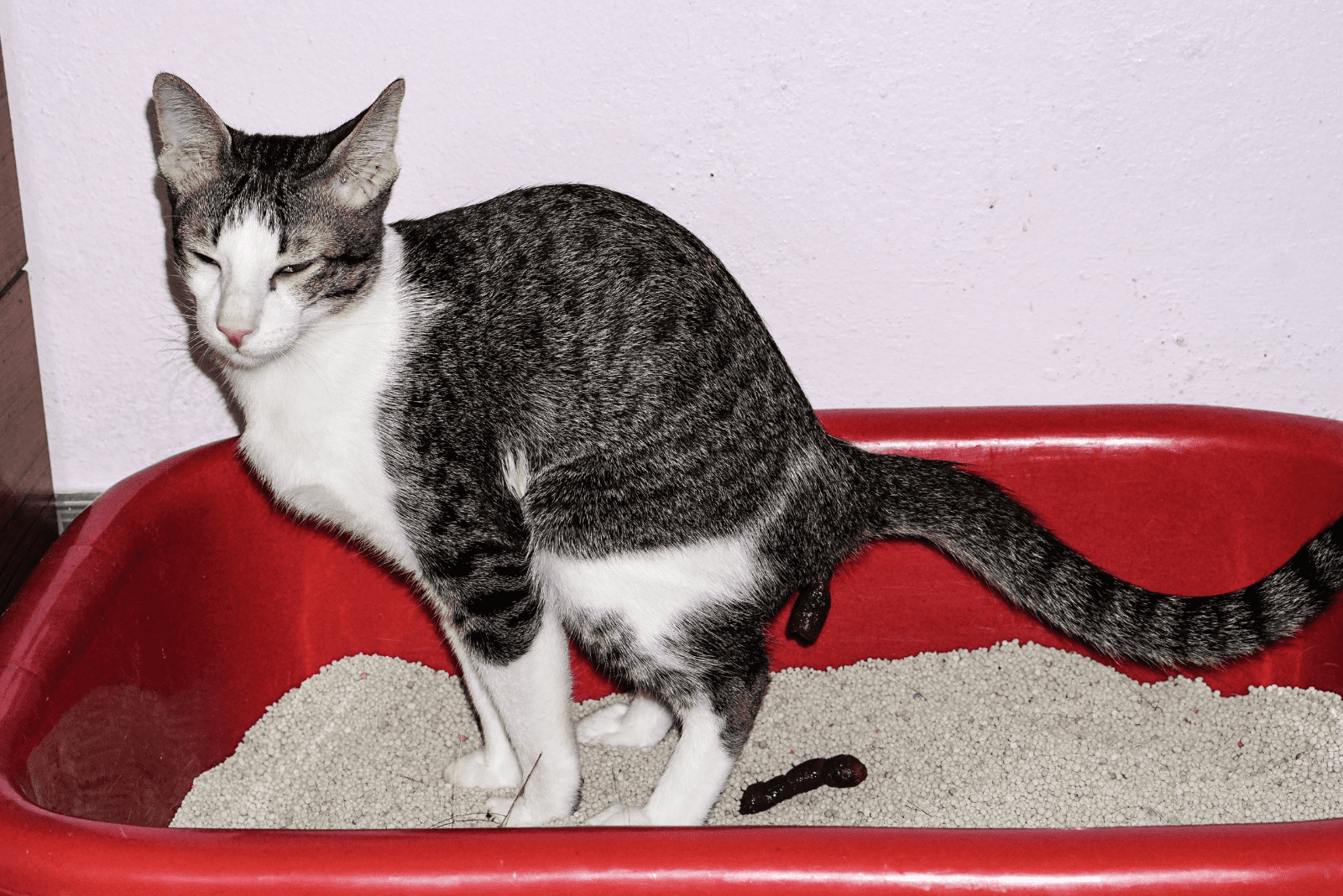 Cat Poop Color Chart What Does Each Color Indicate 