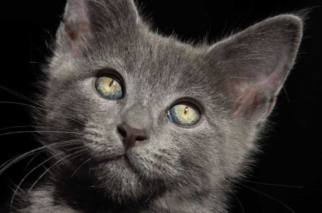 Russian Blue Maine Coon Mix – Meet This Gorgeous Mixed Breed