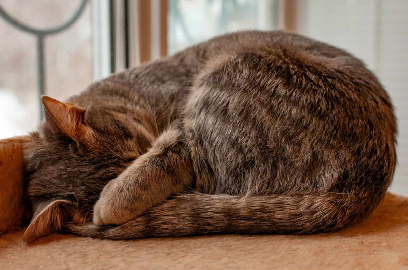 Why Do Cats Cover Their Face When They Sleep?