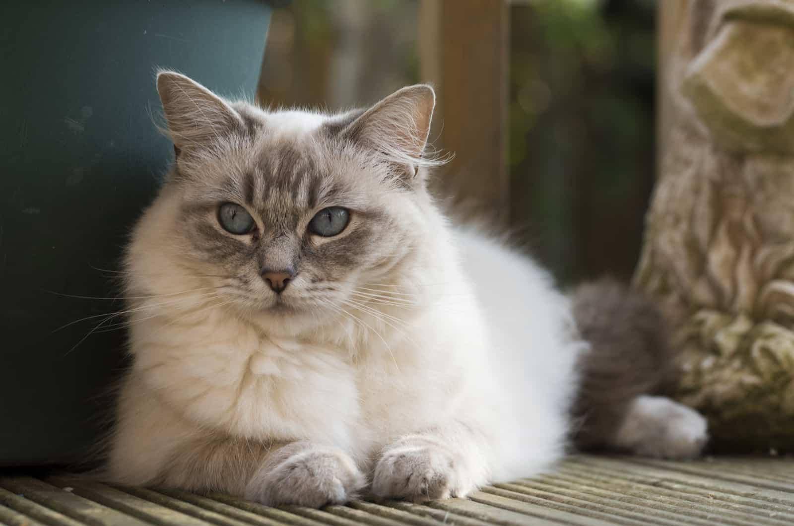 mooie ragdoll kat