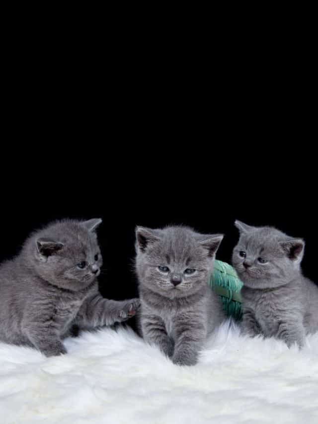 Is Three Cats Too Many – Everything You Need To Know!