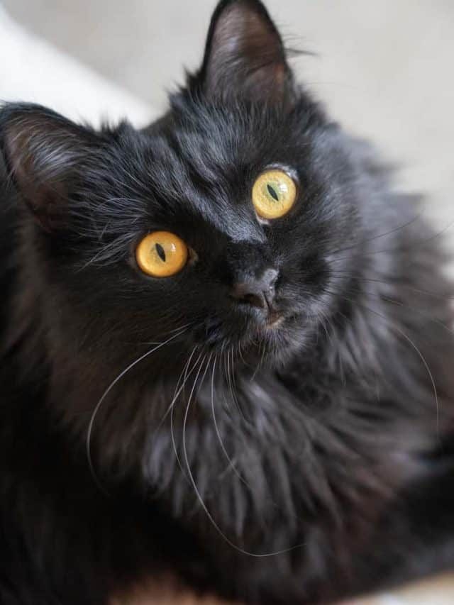 Can You Put Catnip In The Litter Box – Learn About It!