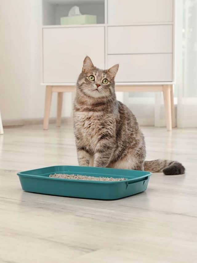 Can You Put Charcoal In A Litter Box – How To Reduce Smell