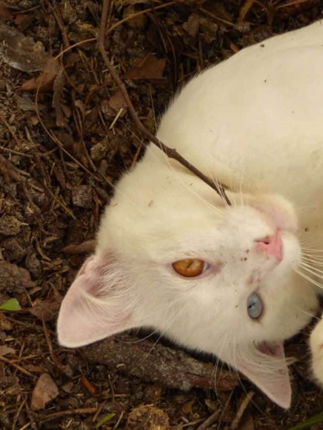 Is It Illegal To Dump Cat Litter – Let’s Find Out!