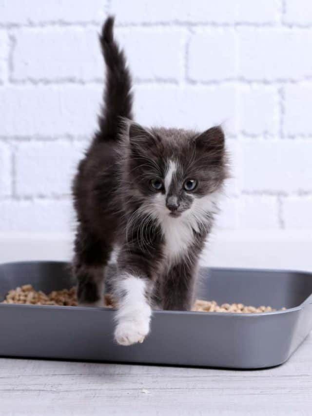 Can You Put A Litter Box In The Garage?