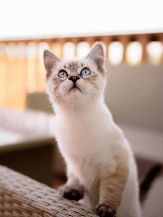 3 Reasons For Cat Huffing