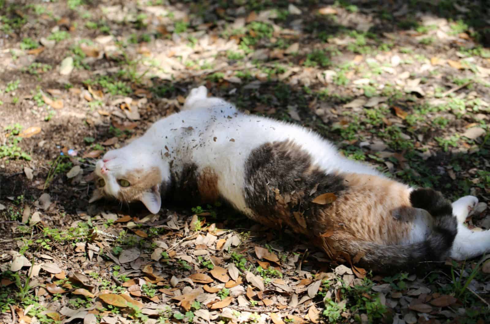 Why Do Cats Roll In Dirt? 12 Reasons For Dust Baths