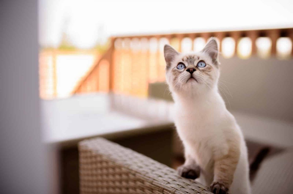 Ragdoll Growth Chart: How Big Do These Cats Get?