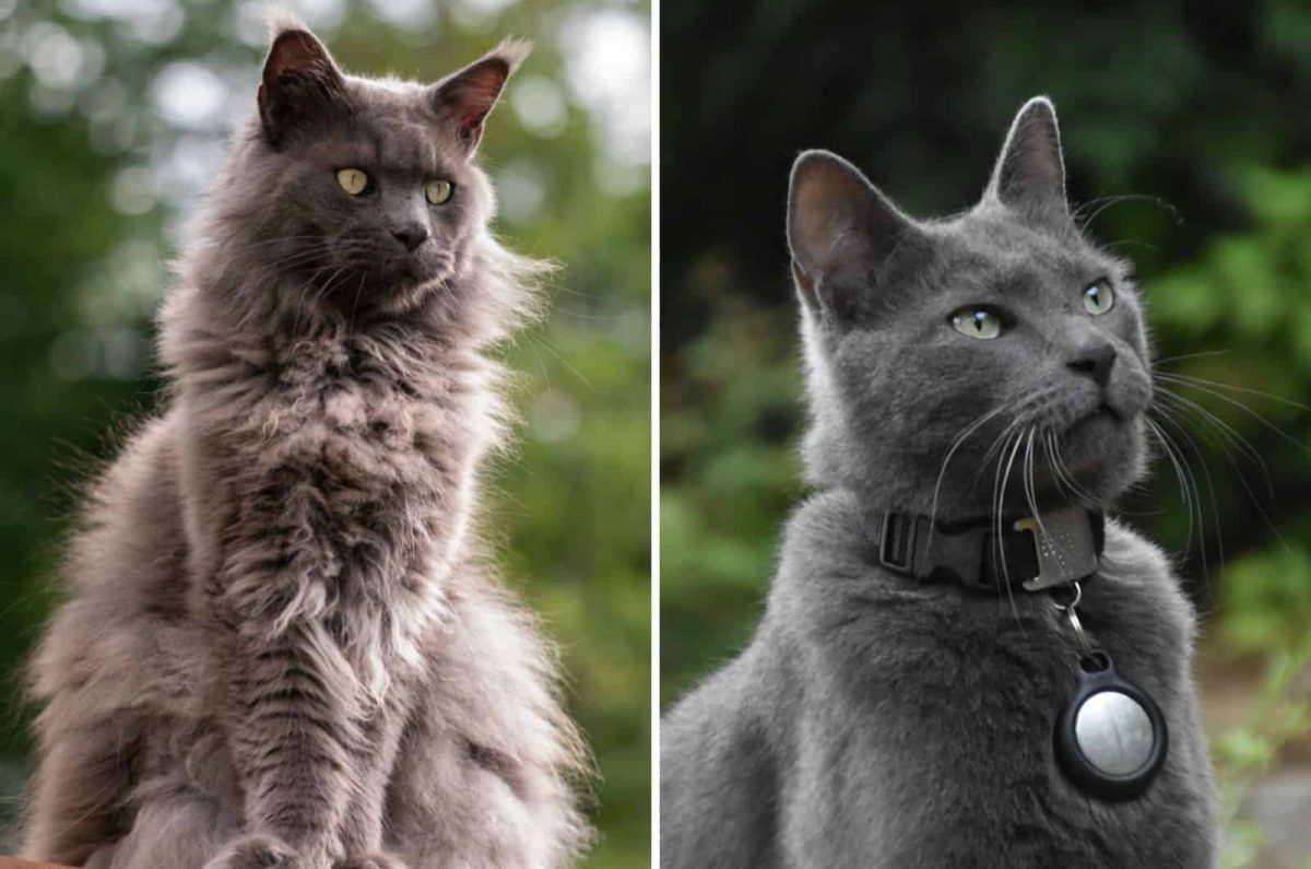 Russian Blue Maine Coon Mix Meet This Gorgeous Mixed Breed russian-blue-maine-coon-mix-meet-this-gorgeous-mixed-breed