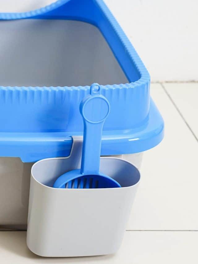 Can You Put A Litter Box In The Bathtub – All You Need To Know