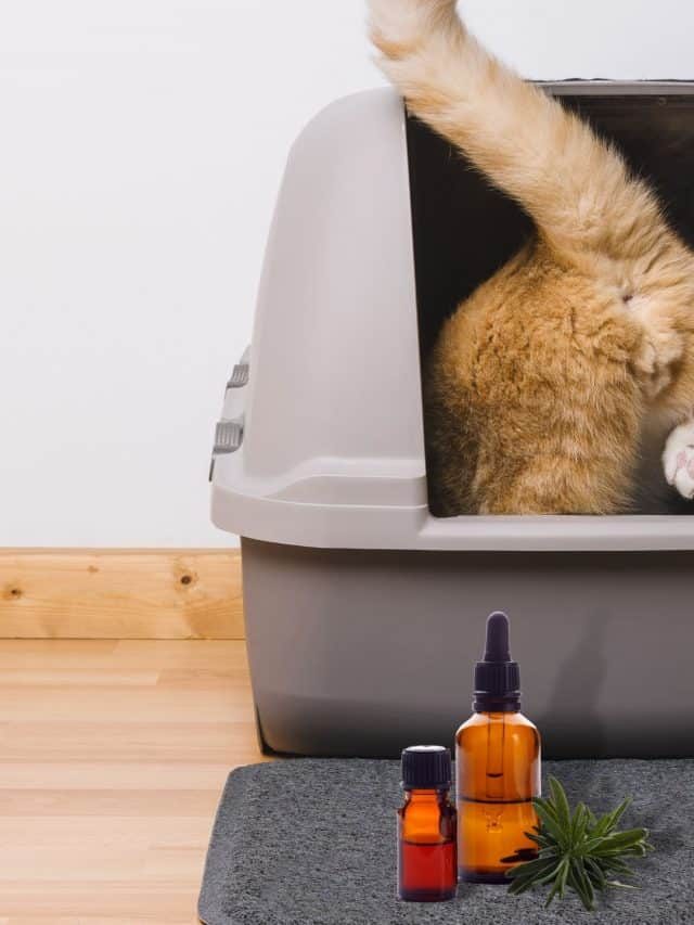 Can You Put Essential Oils In The Litter Box – Learn About It!