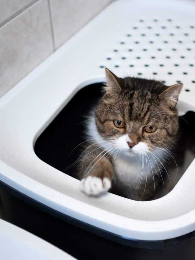 Can You Keep A Litter Box In The Bathroom – Let’s Find Out!