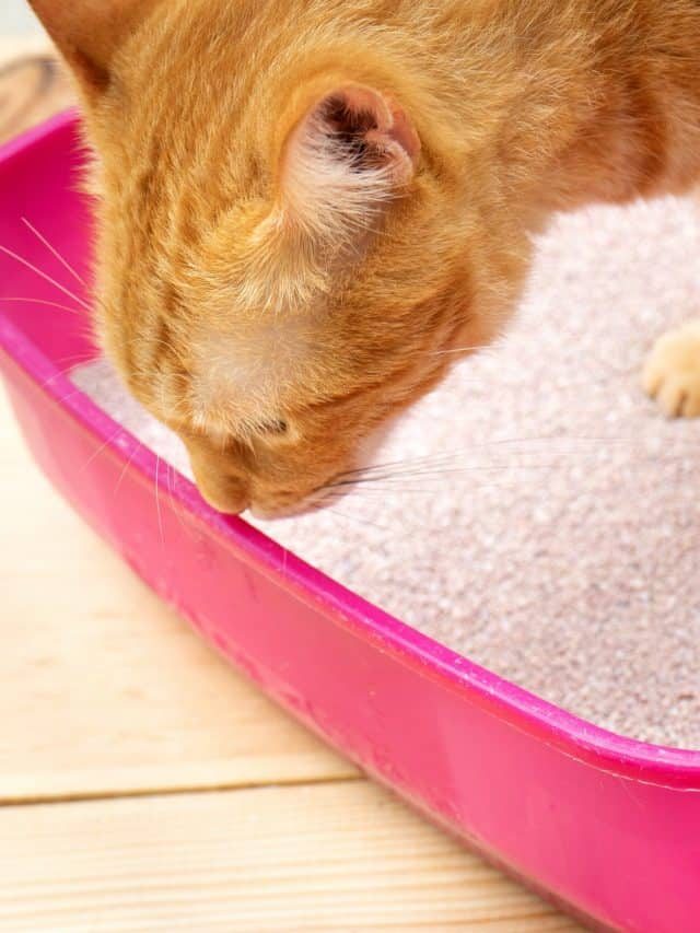 Can You Put A Litter Box In The Kitchen – All You Need To Know