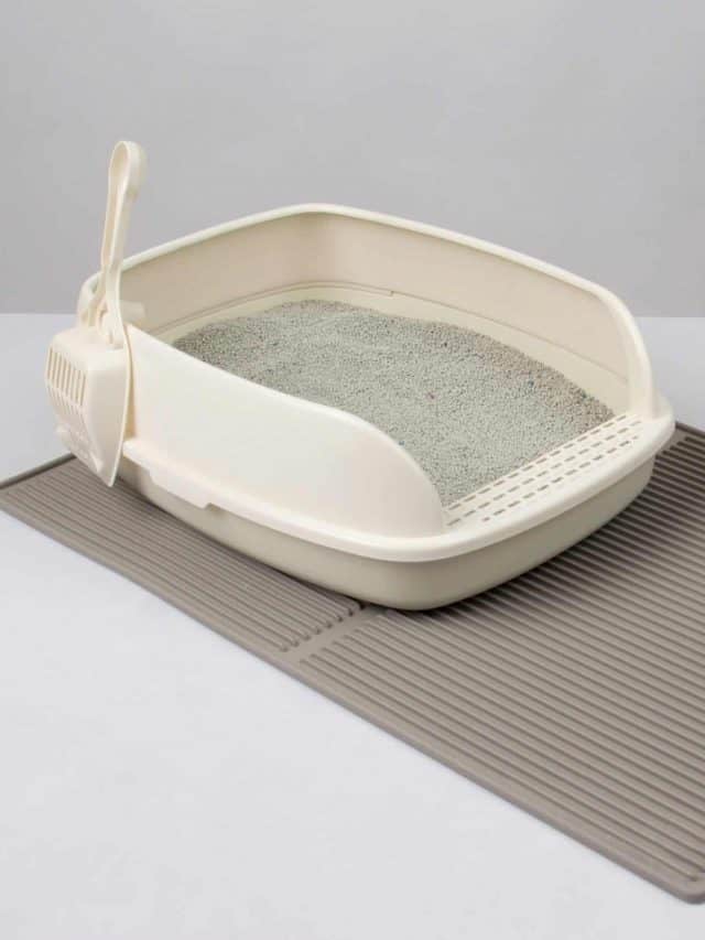 5 Best Cat Litters For Small Apartments Better With Cats