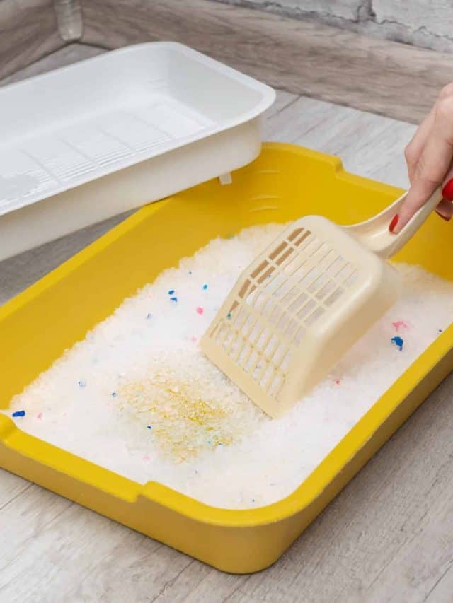 Can You Mix Two Different Cat Litters Learn About It Better With Cats