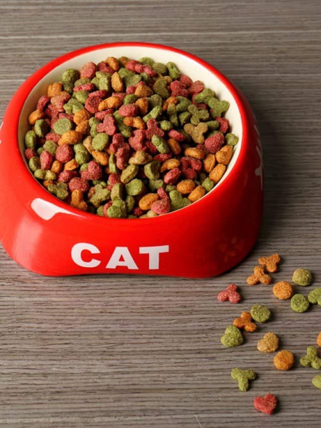 5 Best Urinary Cat Food Prescription Alternatives