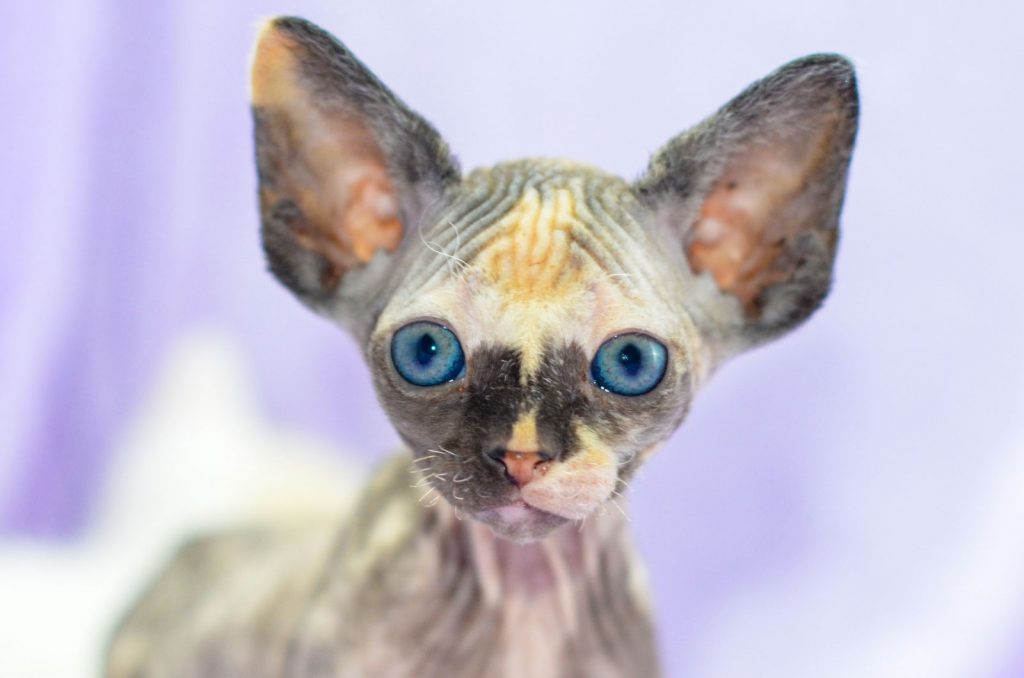 hairless cat looking at camera