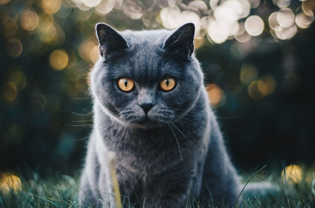 British Shorthair looking at camera
