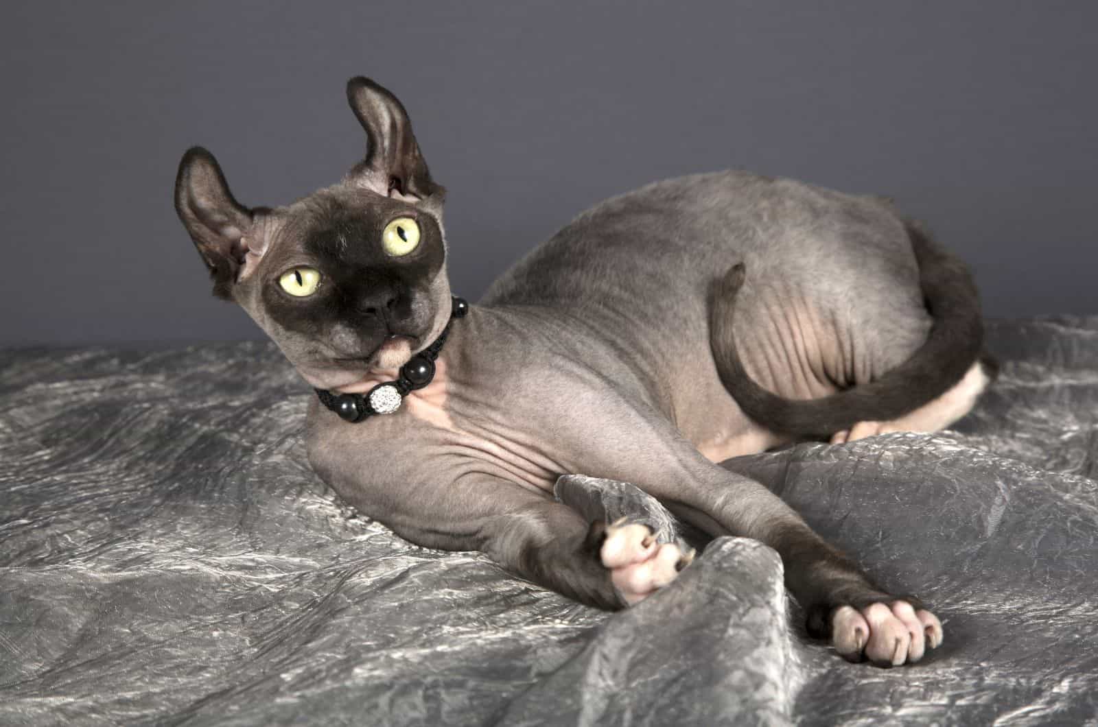 11 Hairless Cat Breeds - Meet Extraordinary Kitties