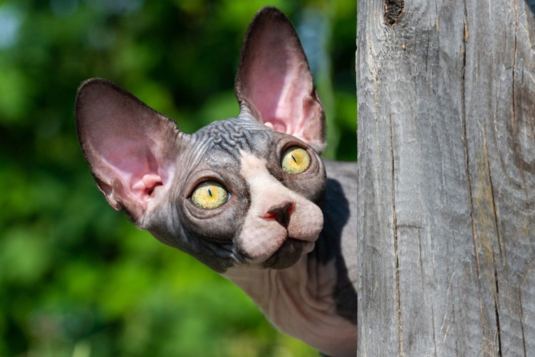 13 Sphynx Cat Breeders - The Best Of The Best