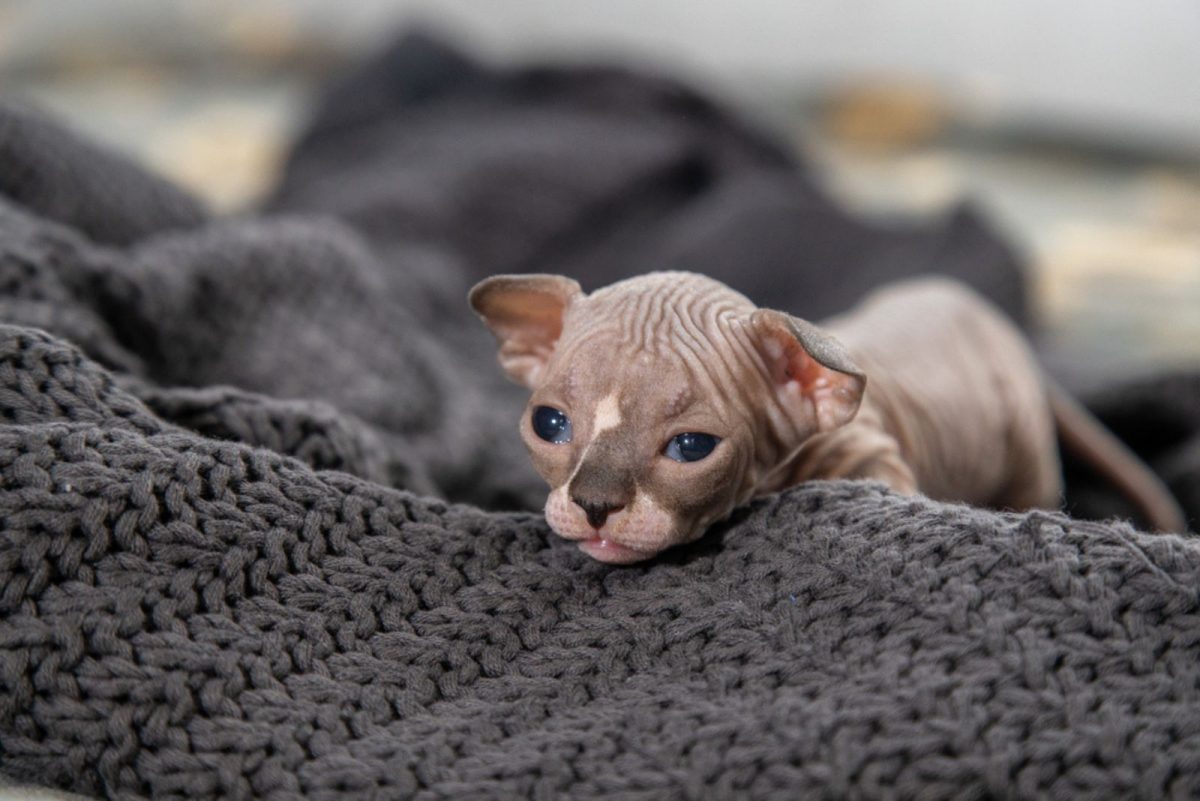 13 Sphynx Cat Breeders - The Best Of The Best