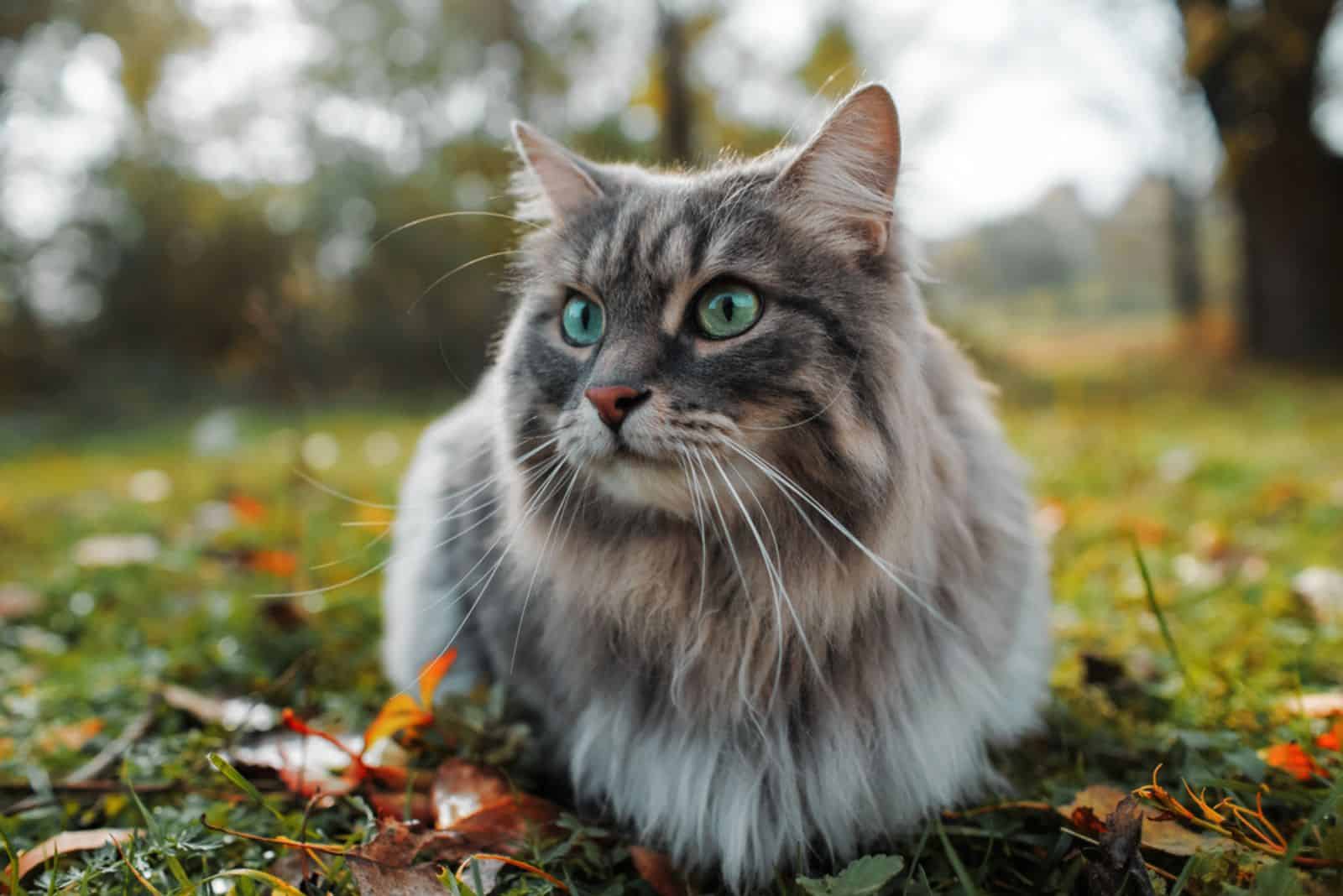 7 Best Siberian Cat Breeders: Quality Comes First