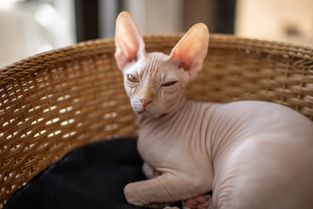13 Sphynx Cat Breeders The Best Of The Best