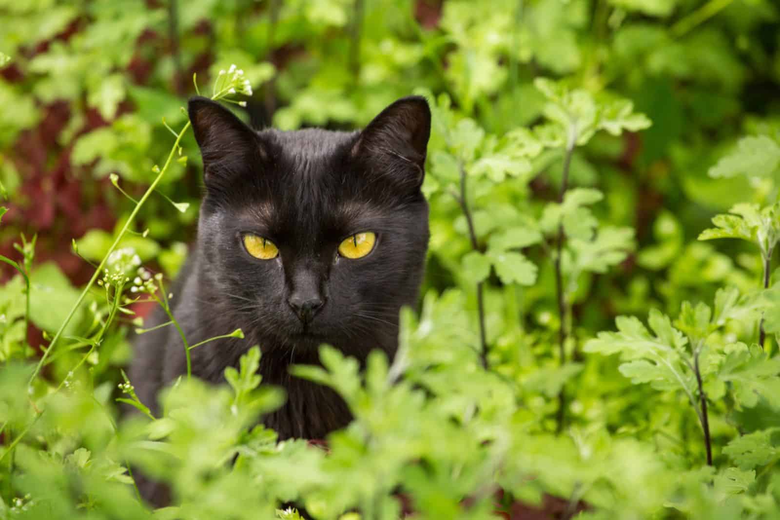 Top 7 Bombay Cat Breeders