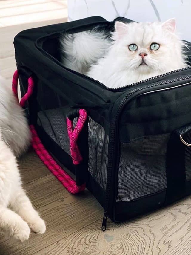 How To Select A Carrier For Your Cat 5 Types Of Carriers Better