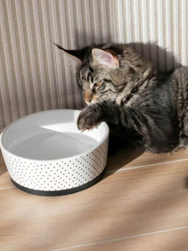 Why Do Cats Paw Around Their Water Dish 3 Reasons Better With Cats