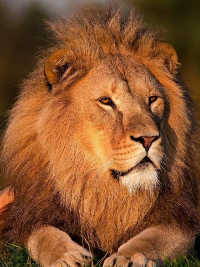lion laying calm